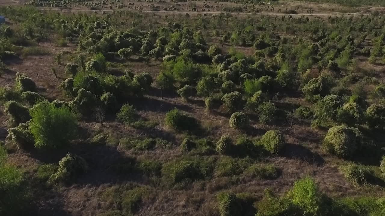 vista aérea de un campo de árboles y arbustos