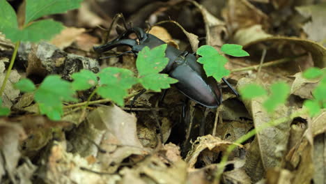 japanese stag beetle crawl in a forest - closeup