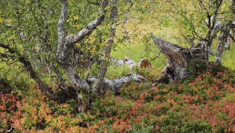 the gnarled trunks of birch trees blend with the autumn colors of the undergrowth in a serene forest in the norwegian tundra.