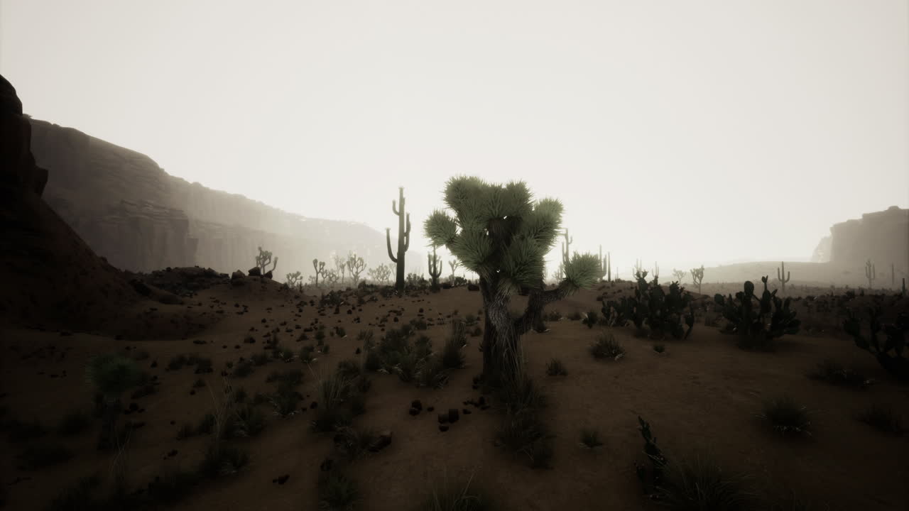 vista panorámica de un paisaje desértico al anochecer con cactus y formaciones rocosas