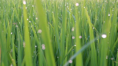 move in the dewdrop with bokeh