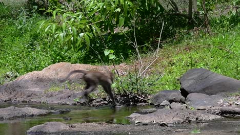 Die-Langschwanzmakaken-Sind-Die-Am-Einfachsten-Zu-Findenden-Affen-In-Thailand,-Da-Sie-In-Tempelanlagen,-Nationalparks-Und-Sogar-In-Dörfern-Und-Städten-Vorkommen