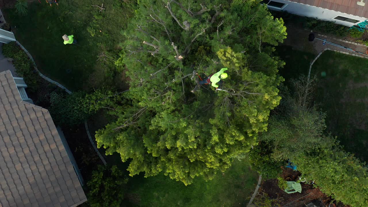 Aerial top down view of a tree trimmer cutting back the top of a large tree