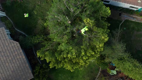 Vista-Aérea-De-Arriba-Hacia-Abajo-De-Un-Podador-De-árboles-Cortando-La-Parte-Superior-De-Un-árbol-Grande