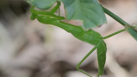 green praying mantis clings to a leaf in the peruvian amazon rainforest