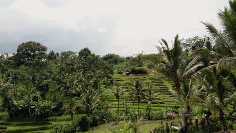 Bali---Drone-De-Campo-De-Arroz
