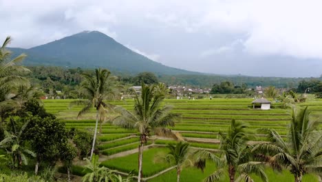 Volcán-Bali---Campos-De-Arroz-Jatiluwih