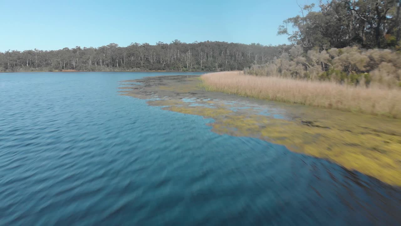 una toma aérea en movimiento rápido que se mueve sobre algas en un lago en gippsland australia