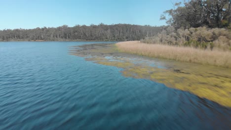 Una-Toma-Aérea-En-Movimiento-Rápido-Que-Se-Mueve-Sobre-Algas-En-Un-Lago-En-Gippsland-Australia