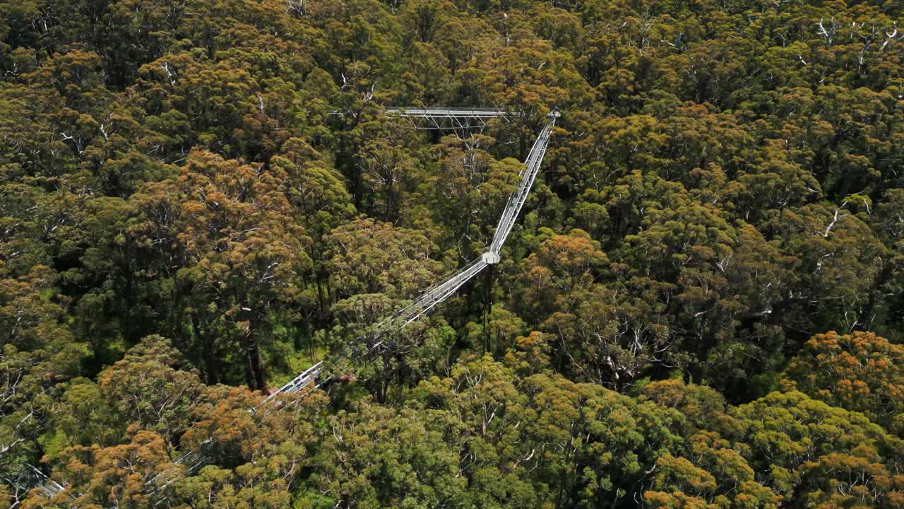 aerial shot above tree top walk in the valley of the giants national park on a sunny day in Western Australia