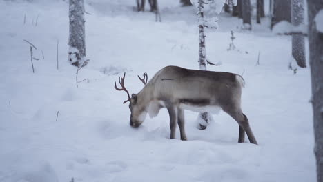 Zeitlupe-Eines-Rentiers,-Das-Im-Verschneiten-Wald-Steht-Und-Frisst,-Bevor-Es-In-Lappland,-Finnland,-Losgeht