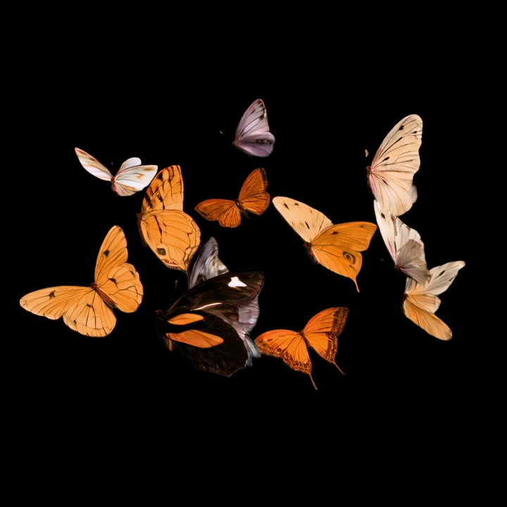 Gruppo di farfalle colorate che volano su uno sfondo nero