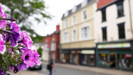 purple flowers with town buildings in background