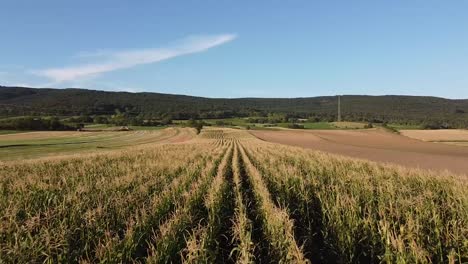 drone flies fast and close over a corn field in summer