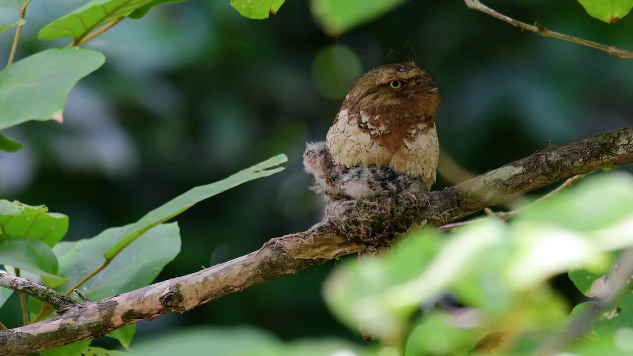 The Javan Frogmouth or Horsfield's Frogmouth is found in Thailand and other Asian countries