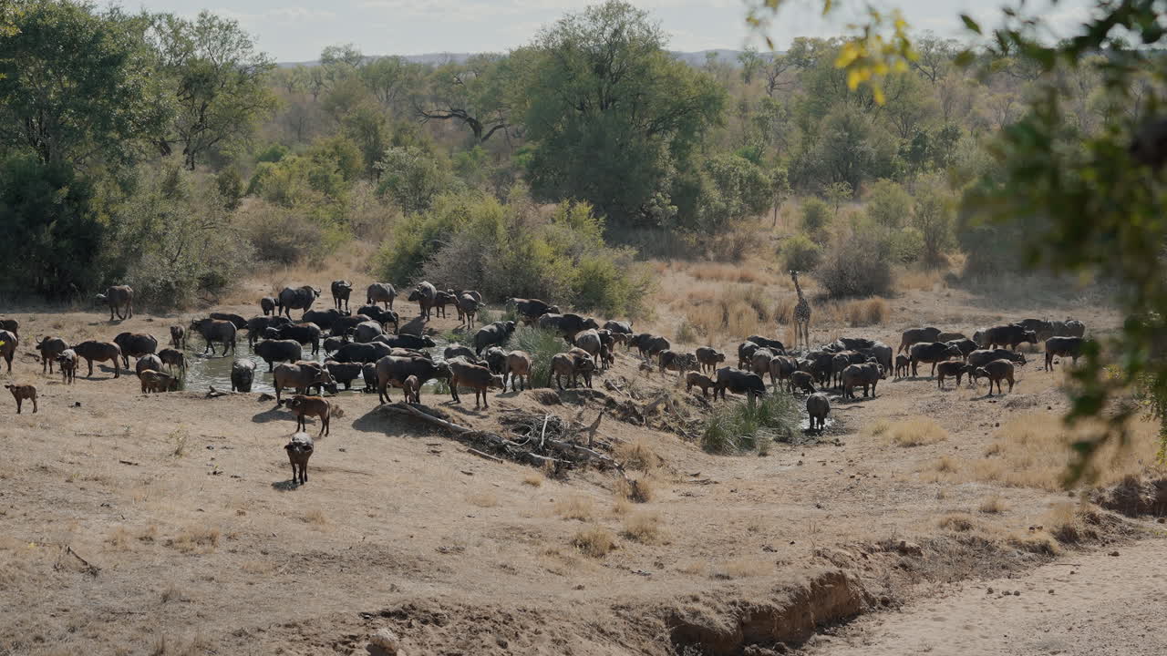 African Buffalo and Giraffe at Waterhole