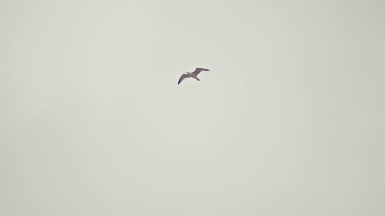 파란 하늘에서 날아다니는 새와 새 둥지