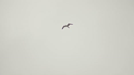 Birds-Flying-in-the-Blue-Sky-and-Bird-Nests