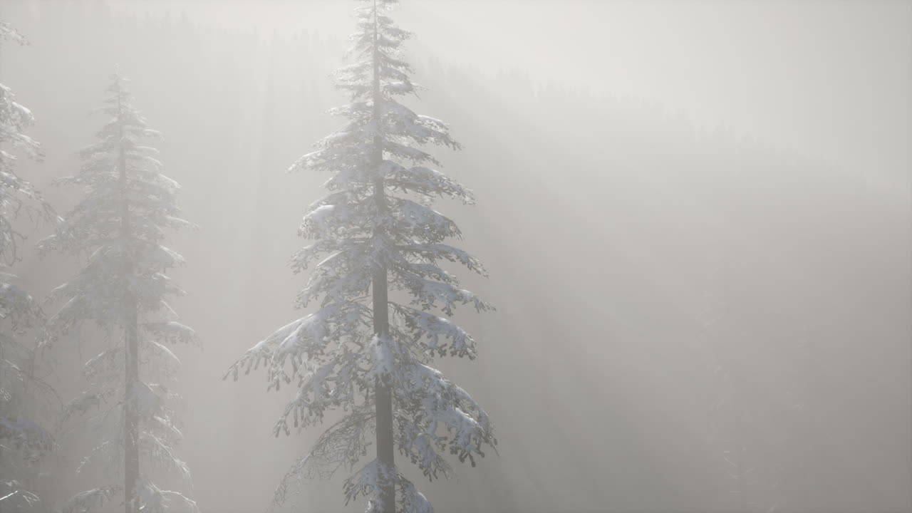 산 기?? 에 있는 소나무 숲 의 안개