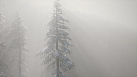 misty fog in pine forest on mountain slopes