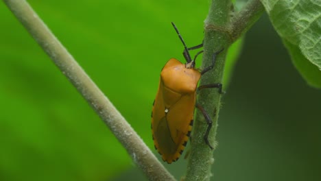 giant shield bug, tessaratomidae, kaeng krachan national park, thailand