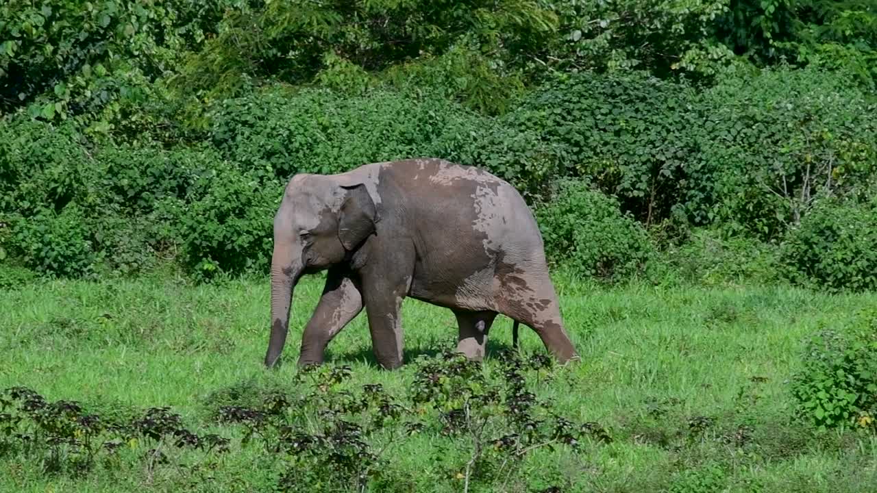 los elefantes asiáticos son especies en peligro de extinción y también son residentes de tailandia