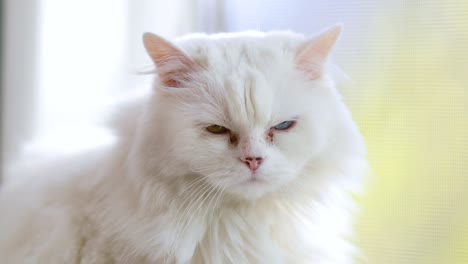 Gato-Doméstico-Con-Heterocromía-Completa.-Un-Gato-Blanco-Con-Ojos-De-Diferentes-Colores-Está-Sentado-Junto-A-La-Ventana.