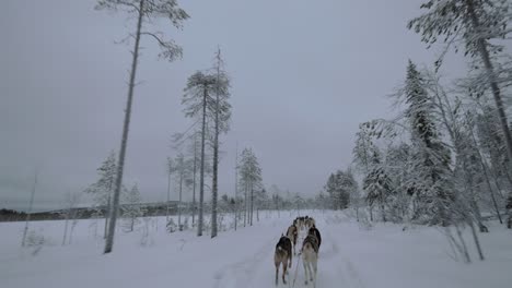 traveling in winter forest with sled dogs