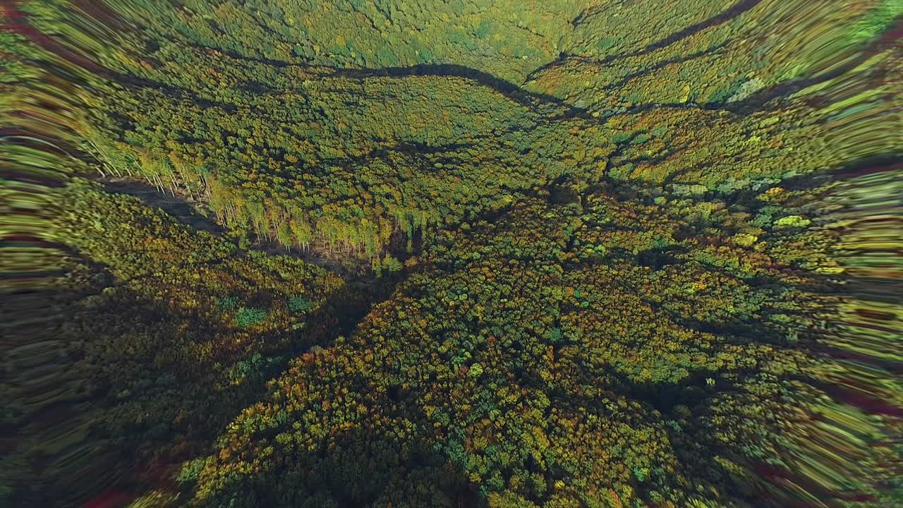 hermoso efecto borroso de la luz del sol brillante que brilla a través de las hojas frescas de los árboles en el bosque.