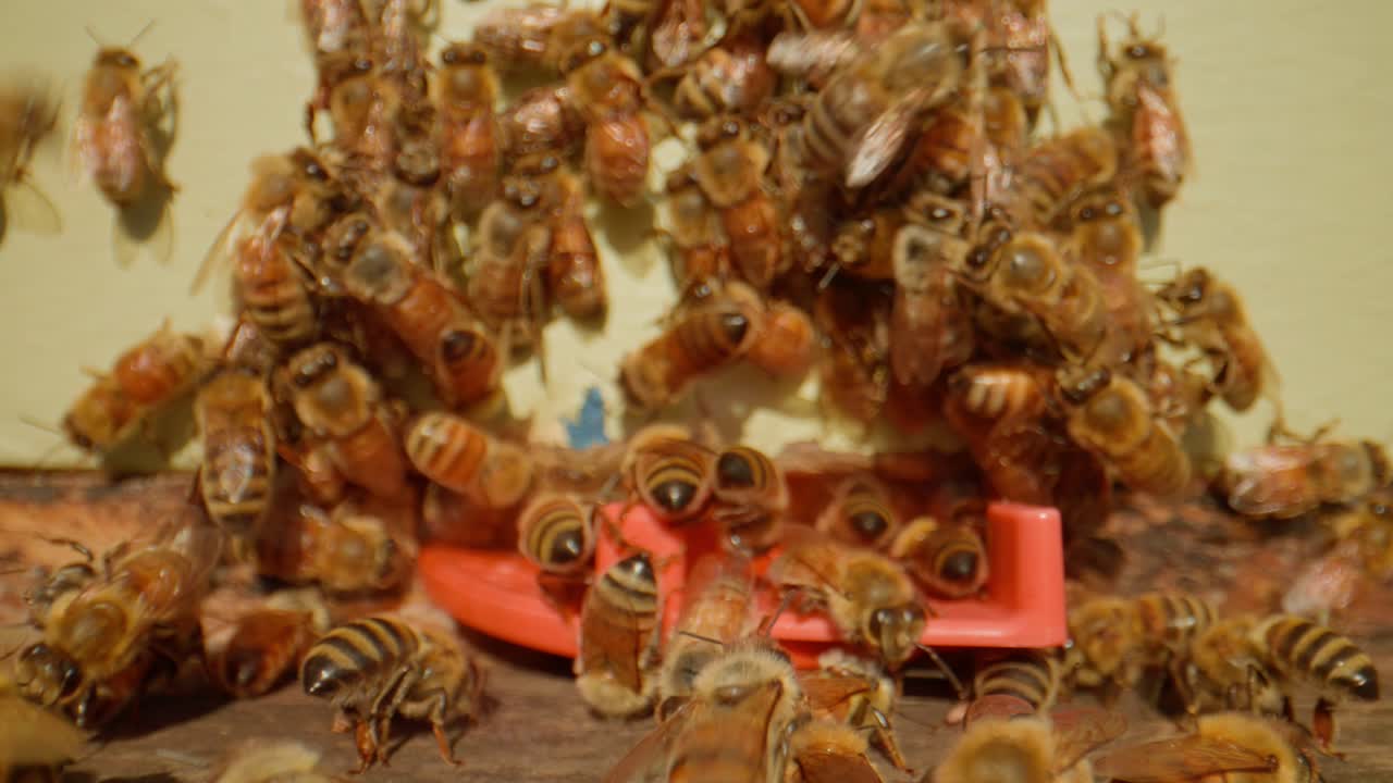 abejas occidentales reunidas en la entrada de la colonia protectora de colmenas, muñeca en