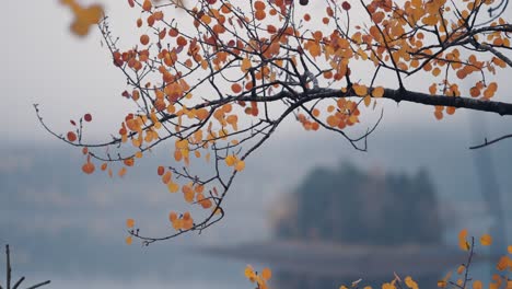 A-close-up-shot-of-the-bright-leaves-of-the-birch-tree-1