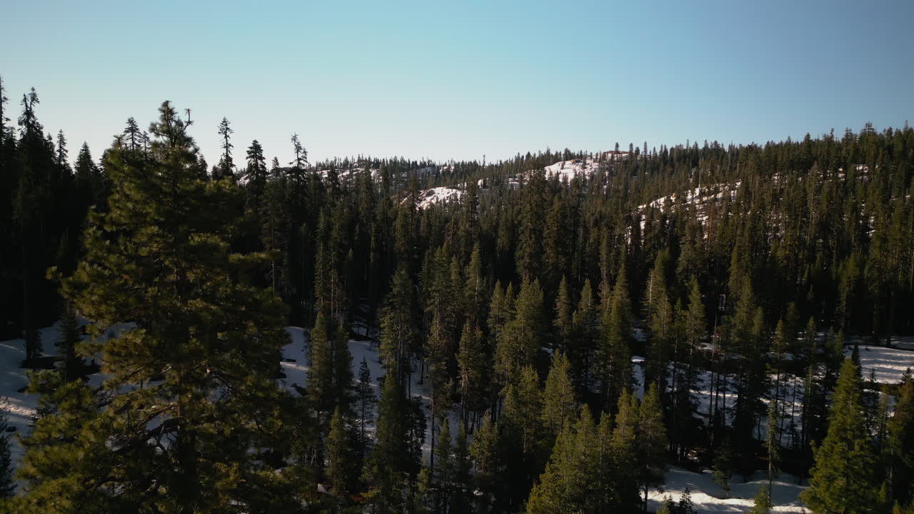 Aerial drone footage flying over dense pine forest at Lake Tahoe, California. Bird's eye view of treetops in Sierra Nevada mountains. Perfect for nature documentaries and California travel content