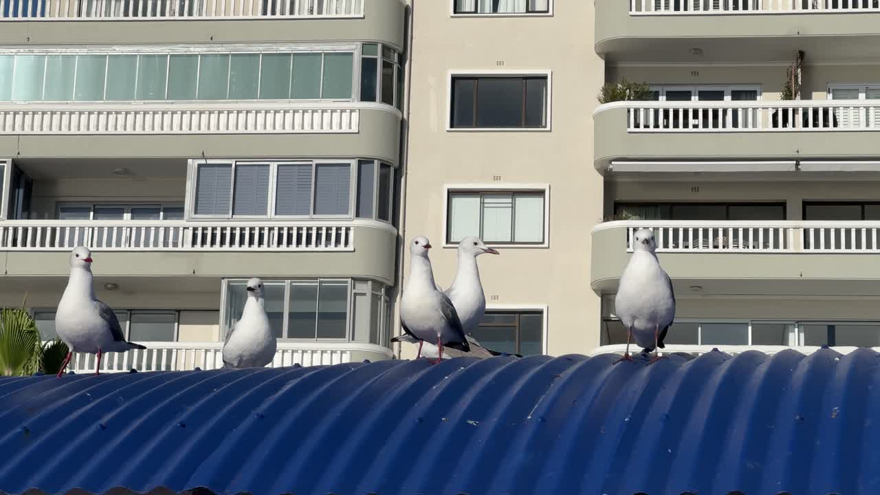 Seagulls perched on a blue roof close to the beach in Sea Point near Cape Town