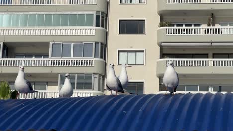 seagulls perched on a blue roof close to the beach in sea point near cape town