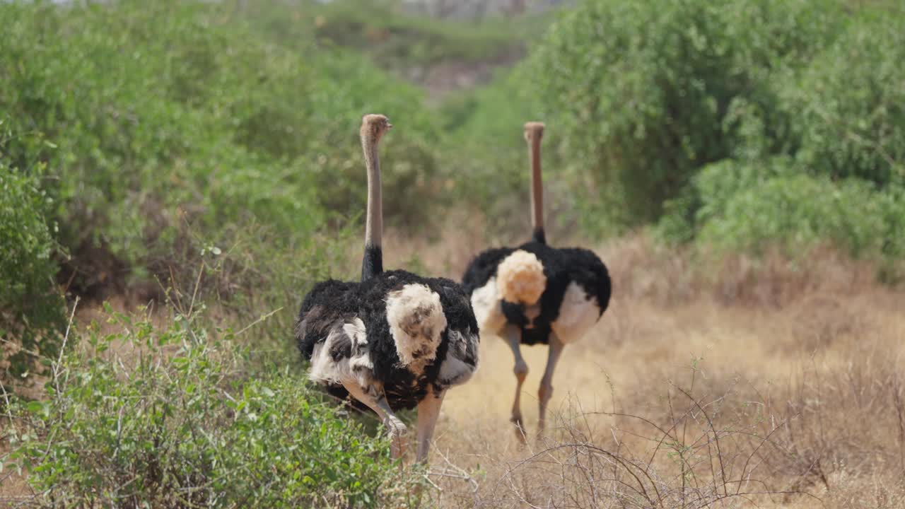 Gruppo di struzzi che camminano attraverso la vegetazione secca della savana con arbusti e cespugli nella riserva nazionale di Samburu in Kenya