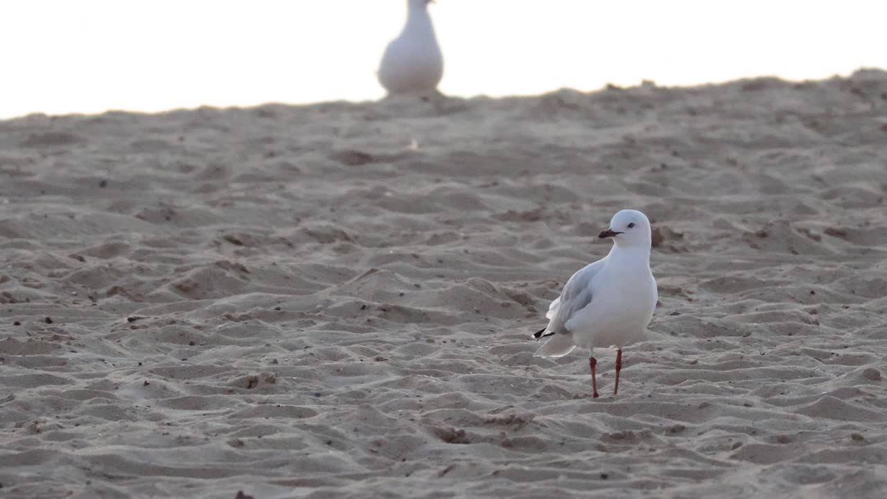 Möwe läuft an Sandstrand in Melbourne