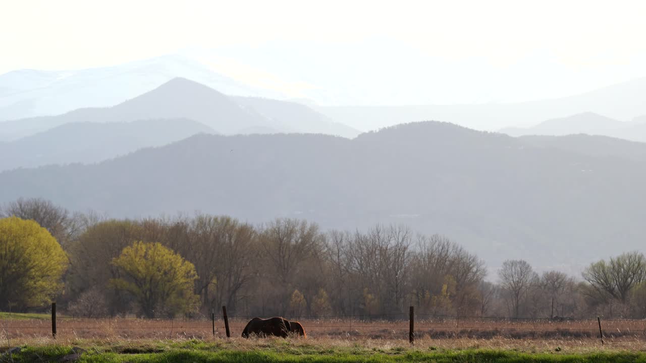 Cavalli al pascolo in uno spazio aperto con uno sfondo di montagne