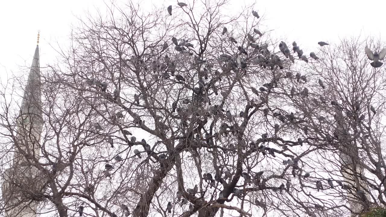 미나레트 앞 에 있는 나무 에 서 있는 비둘기 들 의 무리