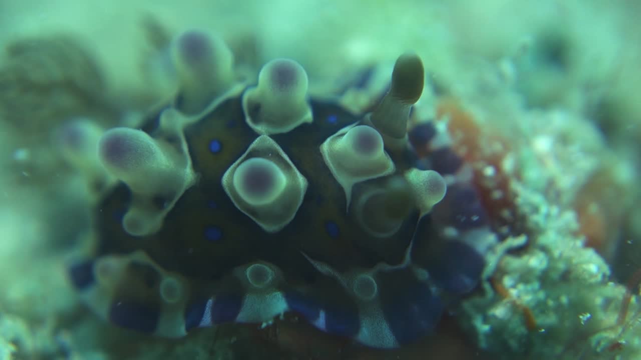 el diminuto nudibranquio dendrodoris denisoni se desliza por el fondo arenoso del océano