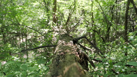 camera moves along a fallen mossy tree