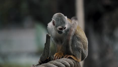 Close-Up-Of-A-Squirrel-Monkey-Sitting-On-Rope,-Isolated-In-Defocused-Background