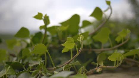 green ivy leaves tremble in the wind against a blurred sky background