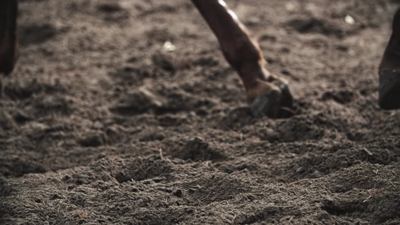 Horse hooves walking on sand, dirt in a forest in slow motion, brown