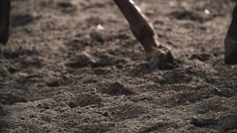 Pferdehufe-Laufen-Auf-Sand,-Schmutz-In-Einem-Wald-In-Zeitlupe,-Braun