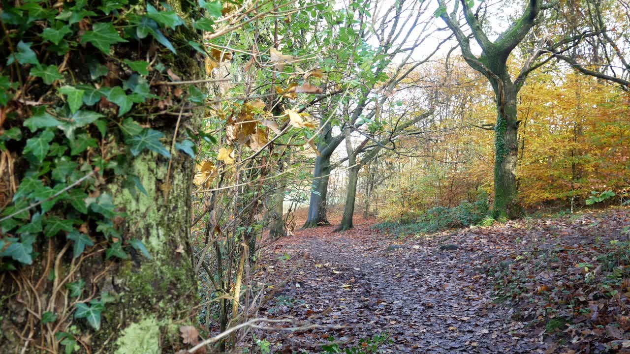 가을 숲 삼림 지대 가을 단풍 생생한 시골 시골 돌리 바로 뒤에서 담쟁이 덩굴 덮힌 나무
