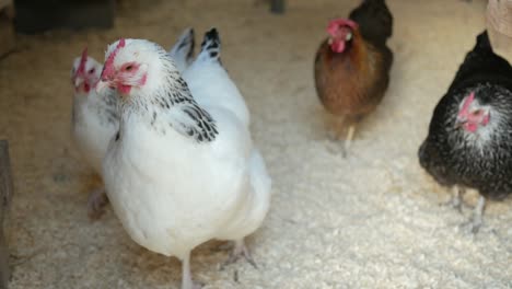 Gallinas-En-Gallinero,-Pequeño-Gallinero-En-El-Patio-Trasero