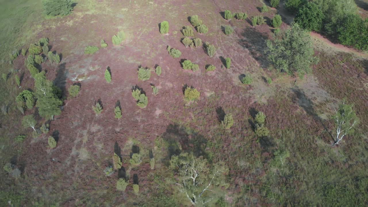 antena de brezo púrpura floreciente en el parque nacional de meinweg, países bajos - imágenes de drones de 4k