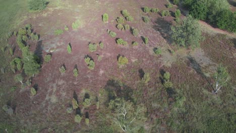 Aerial-of-blooming-purple-heather-in-Nationalpark-De-Meinweg,-Netherlands---4k-Drone-footage