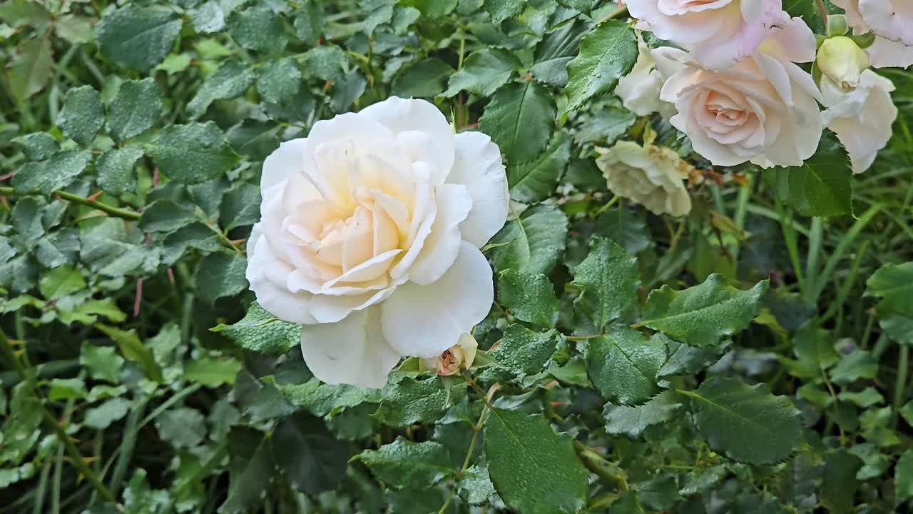 White rose bush in full bloom moving gracefully in the breeze