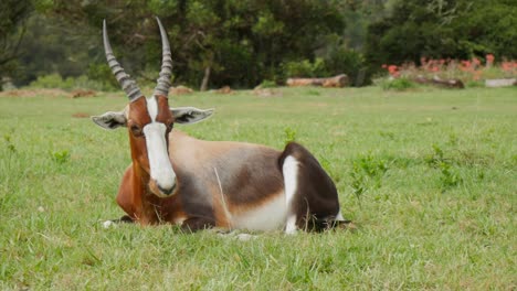 Bontebok-Ruht-Auf-Dem-Gras,-Kameraschwenk